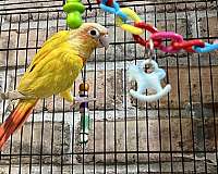 green-cheek-conure-for-sale-in-brooklyn-ny