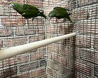 canary-parakeet-for-sale-in-brooklyn-ny