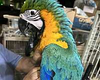 hybrid-macaw-for-sale-in-brooklyn-ny