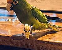 half-moon-conure-for-sale-in-wappingers-falls-ny