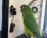 green-tangerine-bird-for-sale-in-wappingers-falls-ny