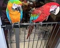 macaw-for-sale-in-delray-beach-fl