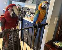 macaw-green-wing-macaw-for-sale-in-delray-beach-fl