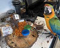 macaw-for-sale