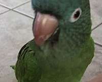 blue-crown-conure-for-sale-in-bakersfield-ca
