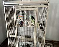 blue-front-amazon-parrot-for-sale-in-east-aurora-ny