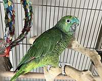 female-bird-for-sale-in-east-aurora-ny