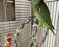 bird-parrot-for-sale-in-east-aurora-ny