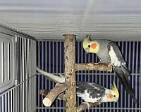 cockatiel-for-sale-in-port-st-lucie-fl