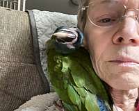 macaw-for-sale-in-weatherford-tx