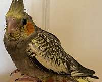 cockatiel-for-sale-in-chester-nh