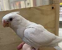 cockatiel-for-sale-in-chester-nh