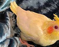 cockatiel-for-sale-in-chester-nh