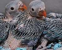 blue-ringneck-parakeet-for-sale