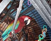 large-bird-for-sale-in-placerville-ca-ca