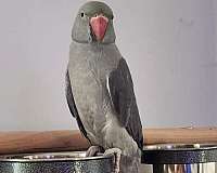 parrot-for-sale-in-gainesville-ga