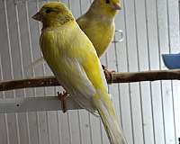 white-yellow-bird-for-sale-in-manassas-va