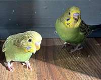 budgerigar-parakeet-for-sale-in-antioch-tn