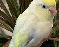 tame-bird-for-sale-in-garden-grove-ca