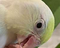 parrotlet-for-sale