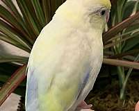 tame-bird-for-sale-in-garden-grove-ca