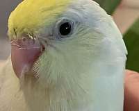 parrotlet-for-sale