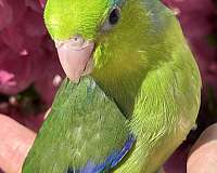 blue-bird-for-sale-in-garden-grove-ca