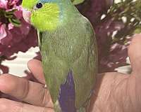 tame-bird-for-sale-in-garden-grove-ca