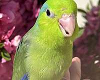 parrotlet-for-sale