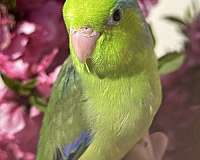 blue-parrotlet-for-sale