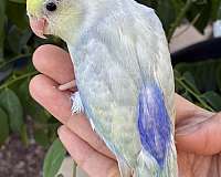 blue-bird-for-sale-in-garden-grove-ca