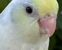 rare-bird-for-sale-in-garden-grove-ca
