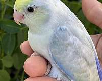 tame-bird-for-sale-in-garden-grove-ca