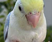 parrotlet-for-sale