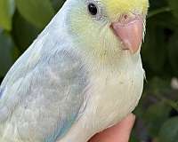 blue-parrotlet-for-sale