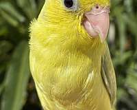 blue-bird-for-sale-in-garden-grove-ca