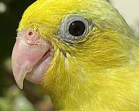 rare-bird-for-sale-in-garden-grove-ca