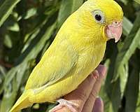 tame-bird-for-sale-in-garden-grove-ca