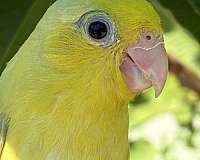 parrotlet-for-sale