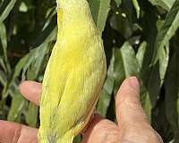 blue-parrotlet-for-sale