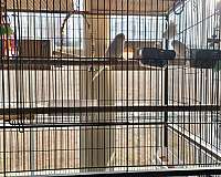bonded-pair-handfed-parakeet-for-sale