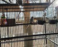 bonded-pair-handfed-bird-for-sale-in-franklin-nc
