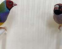 adult-lady-gouldian-finch-for-sale