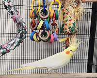 male-female-lutino-white-bird-for-sale