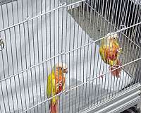 green-cheek-conure-for-sale-in-salem-or