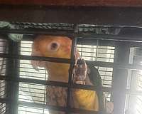 caique-for-sale-in-wrightstown-nj