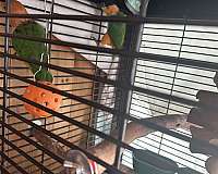 adult-bird-for-sale-in-wrightstown-nj