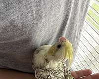 exotic-bird-for-sale-in-queens-ny