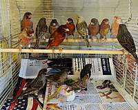 brown-red-bird-for-sale-in-jacksonville-fl