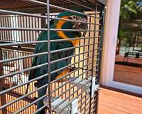 young-blue-throat-macaw-for-sale